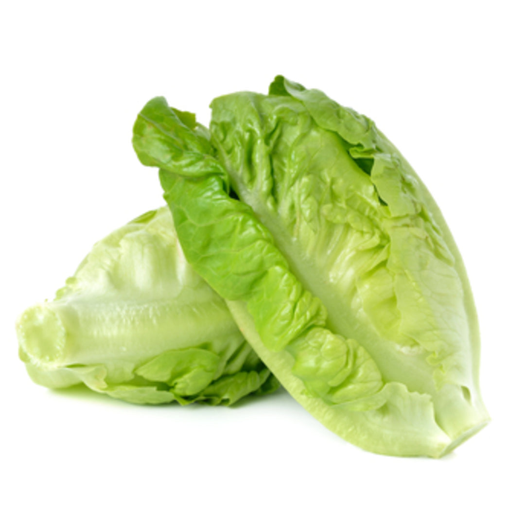 Baby Cos Lettuce