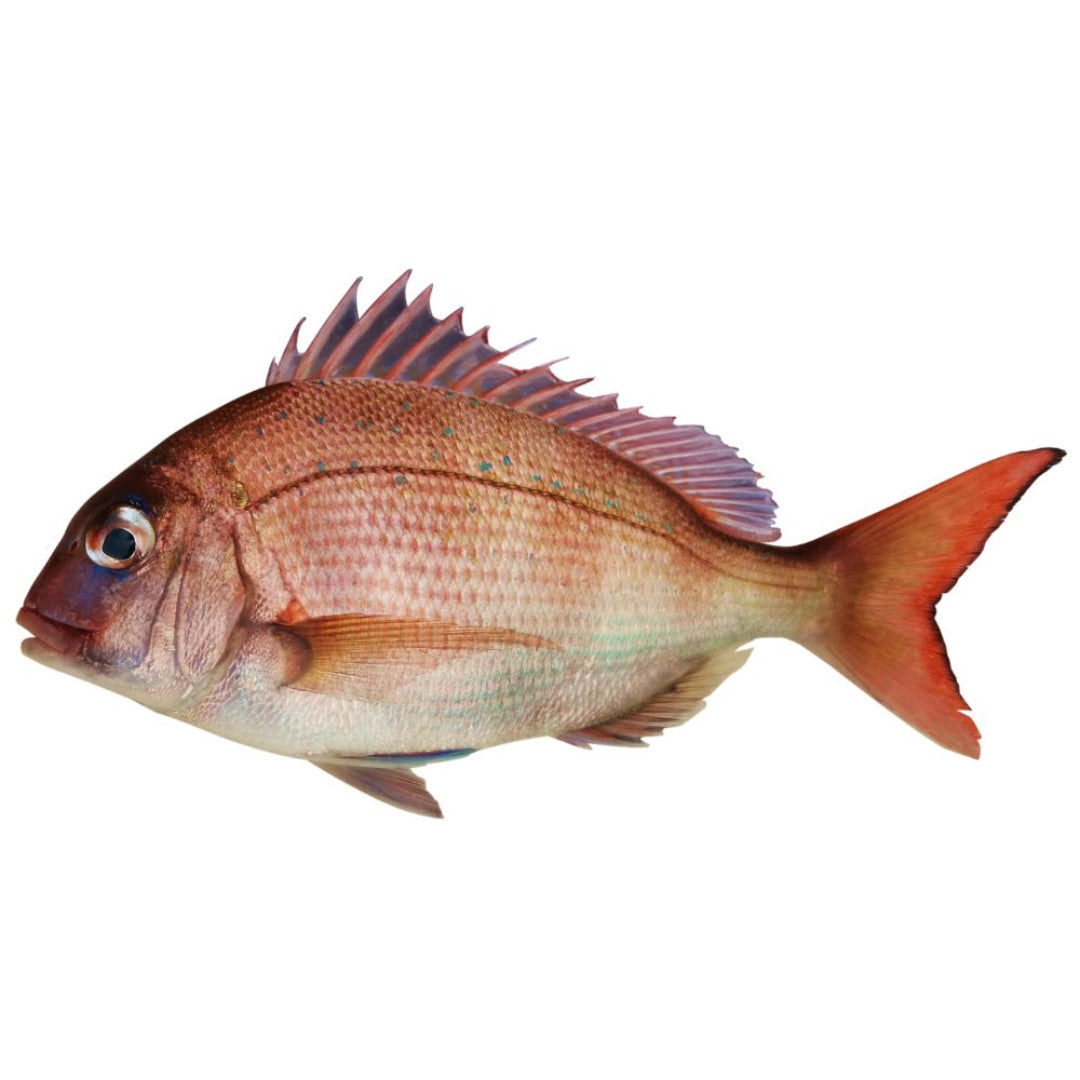 Snapper