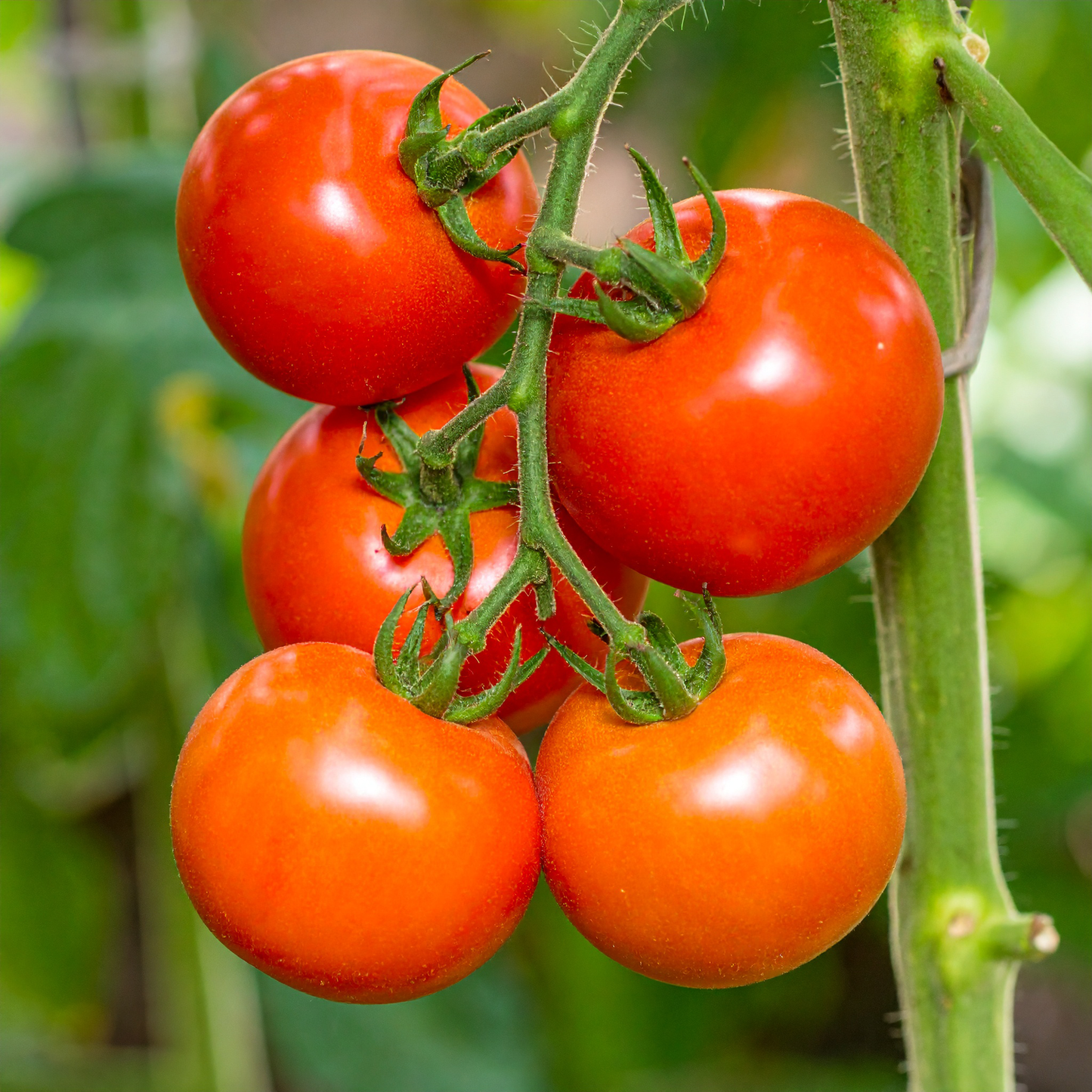 Tomatoes Vine