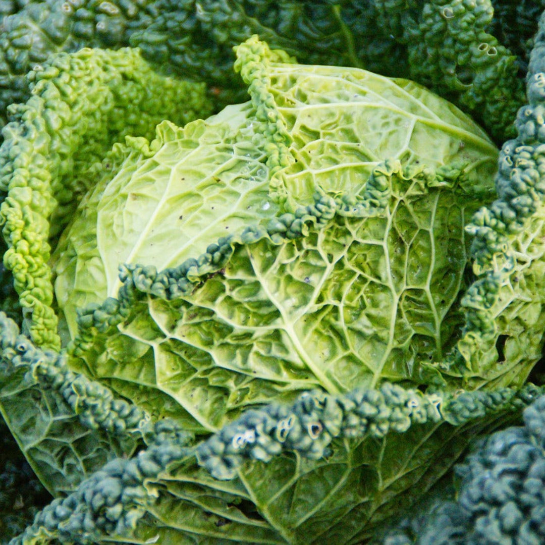 cabbagesavoy3
