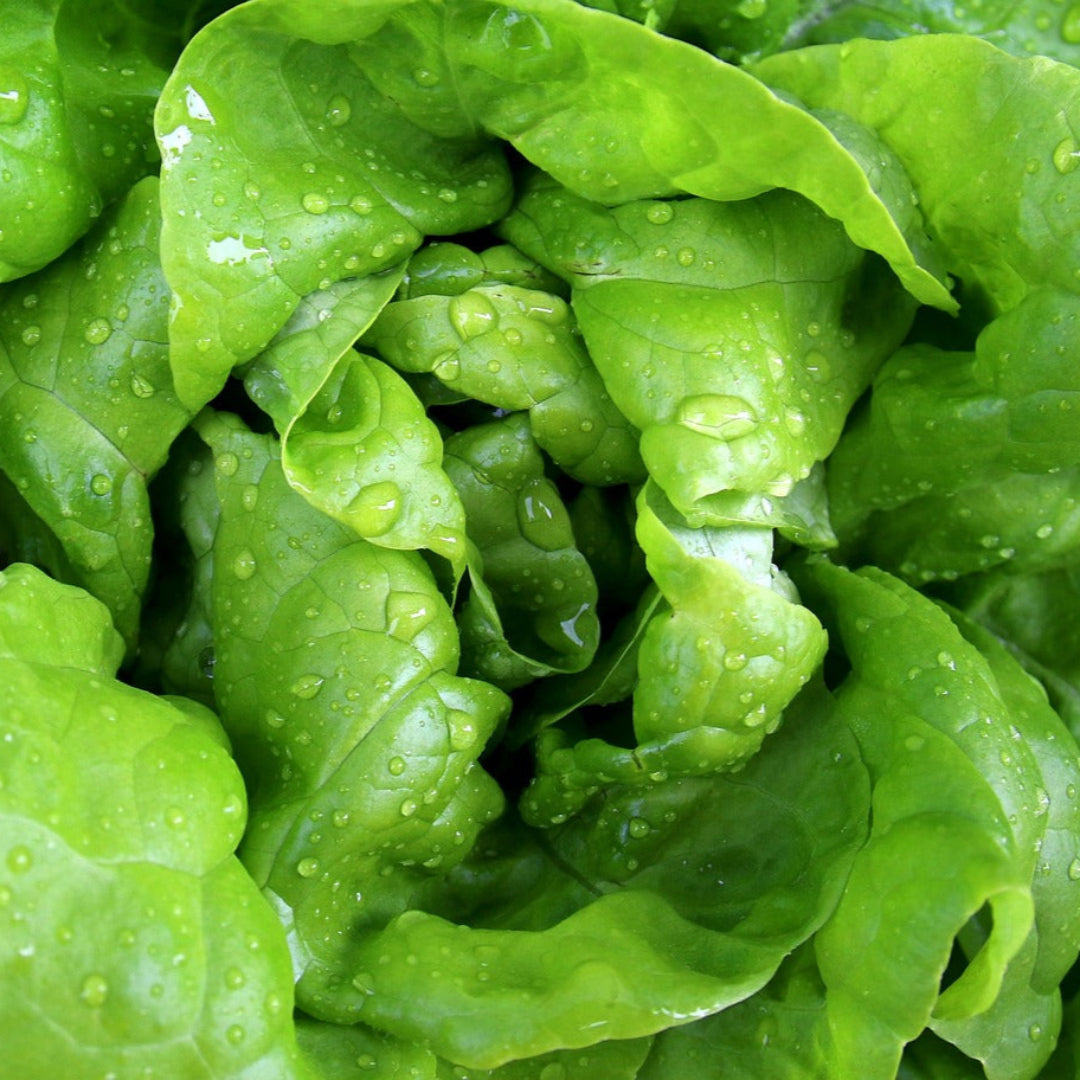 lettucebutterhead1