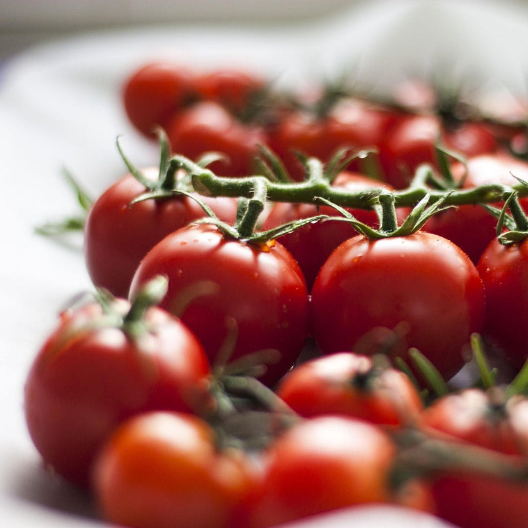 tomatoesvine2