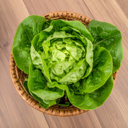 Lettuce Butterhead