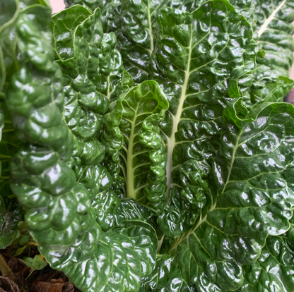 Silverbeet