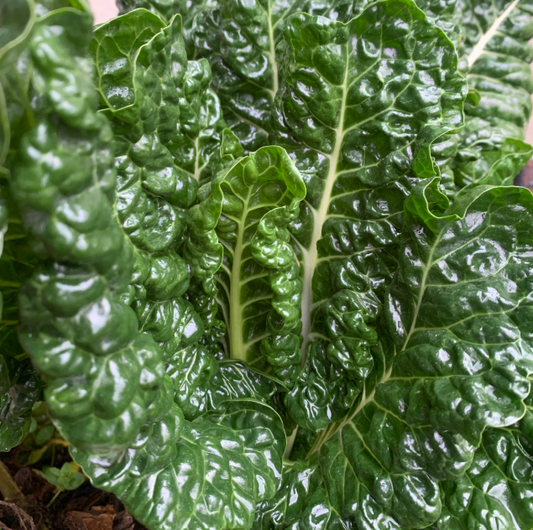 Silverbeet