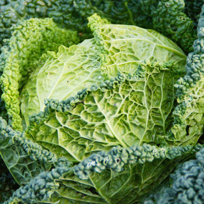 cabbagesavoy3