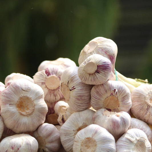 garlic1
