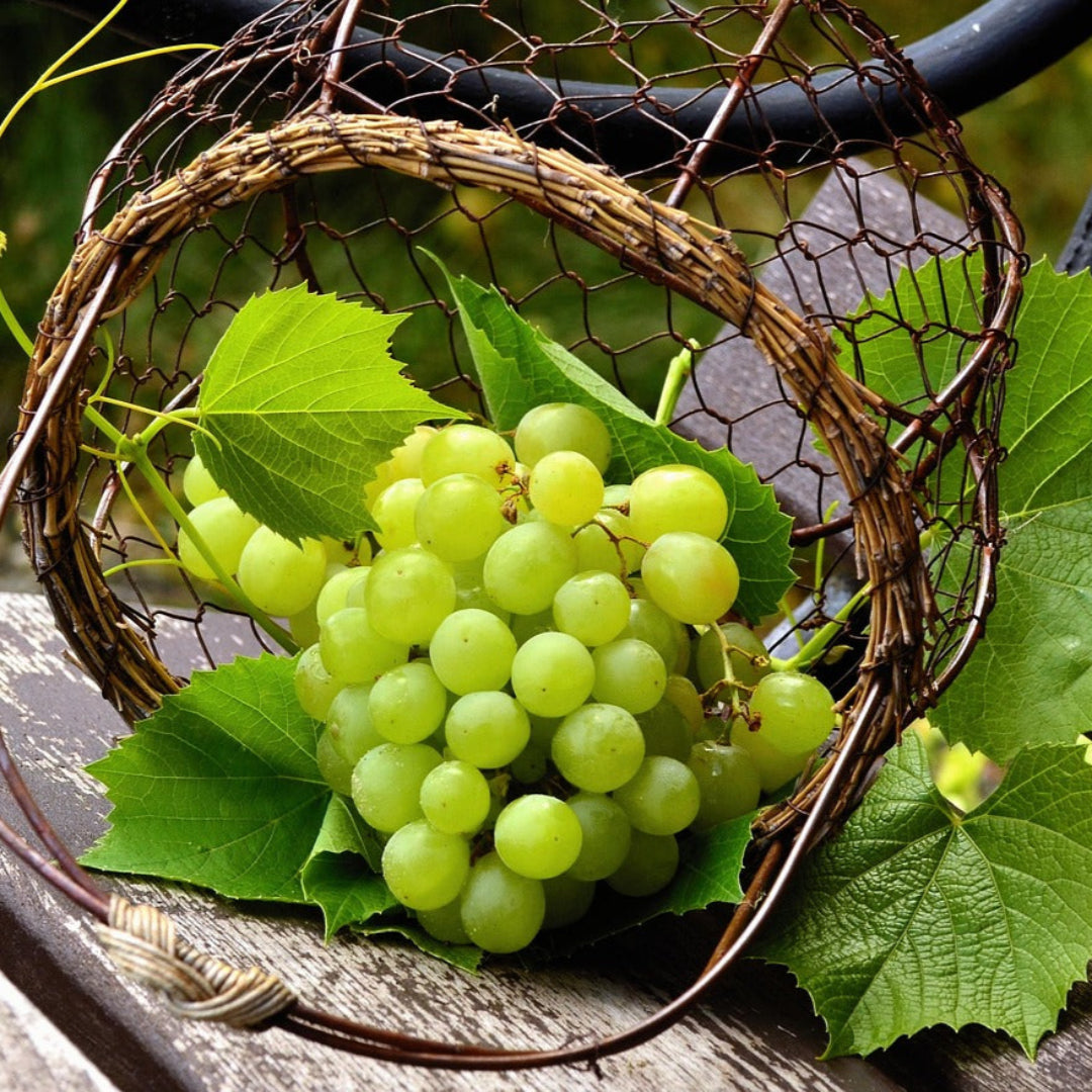 grapesgreen1