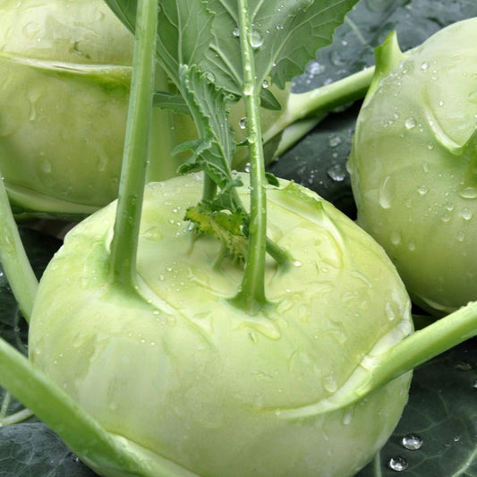 kohlrabi1