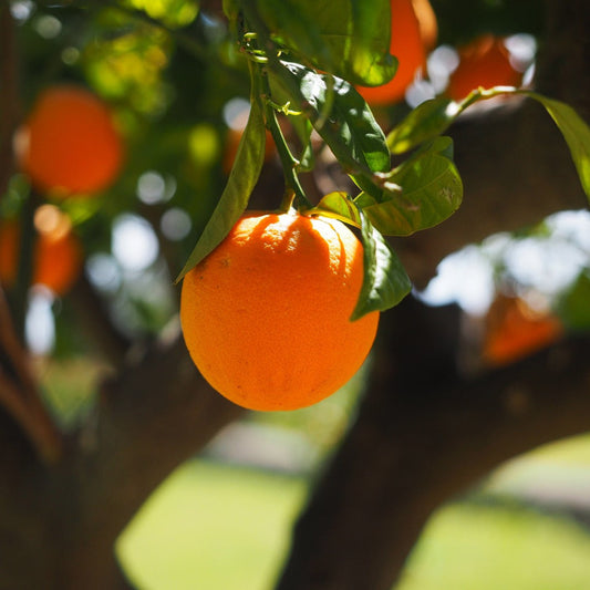 oranges2