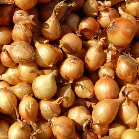 shallots1