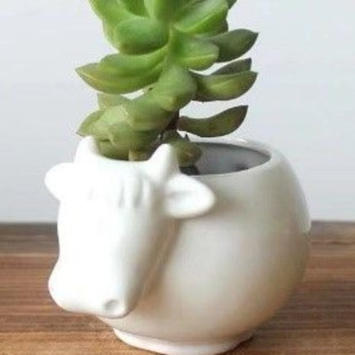 Cow Shaped planter